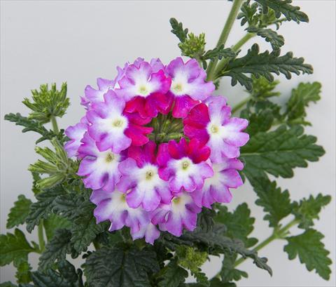 photo of flower to be used as: Pot, patio, basket Verbena Bebop Violet
