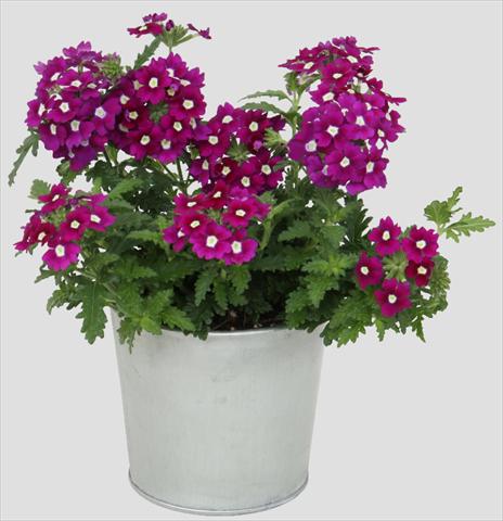 photo of flower to be used as: Pot, patio, basket Verbena Blues Dark Purple