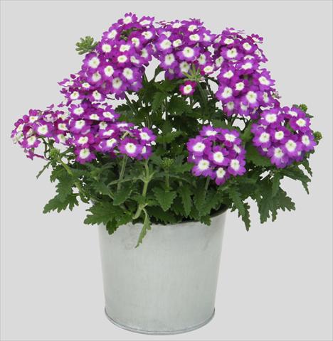 photo of flower to be used as: Pot, patio, basket Verbena Blues Dark Violet
