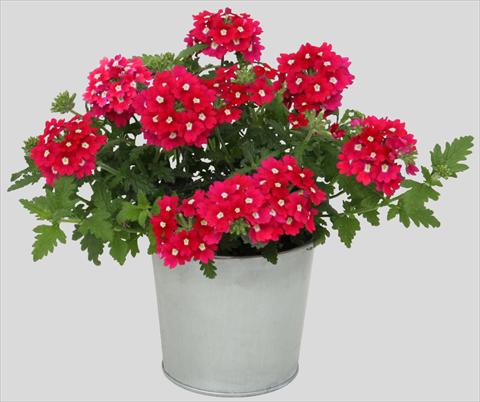 photo of flower to be used as: Pot, patio, basket Verbena Blues Magenta