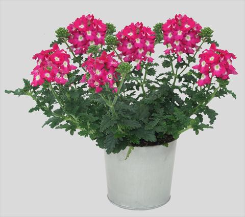 photo of flower to be used as: Pot, patio, basket Verbena Blues Neon