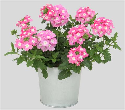 photo of flower to be used as: Pot, patio, basket Verbena Blues Pink
