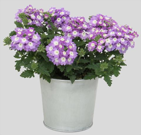 photo of flower to be used as: Pot, patio, basket Verbena Blues Sky Blue