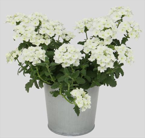 photo of flower to be used as: Pot, patio, basket Verbena Blues White