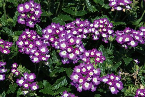 photo of flower to be used as: Pot, patio, basket Verbena Lascar® Big Eye Violet evol