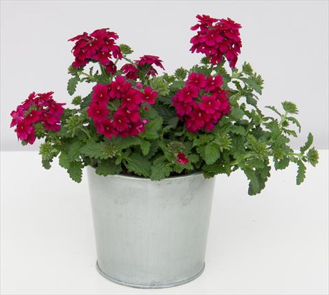 photo of flower to be used as: Pot, patio, basket Verbena Pop Burgundy