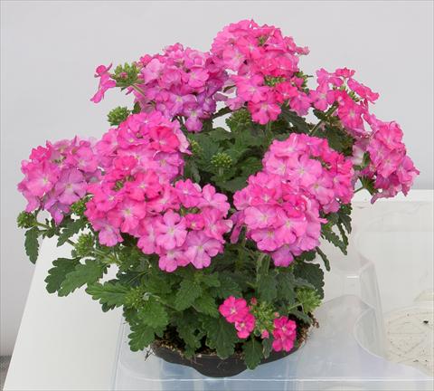 photo of flower to be used as: Pot, patio, basket Verbena Pop Dark Pink