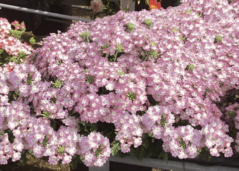 photo of flower to be used as: Pot, patio, basket Verbena Pop Light Pink