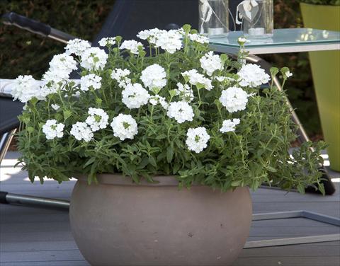 photo of flower to be used as: Pot, patio, basket Verbena Pop White
