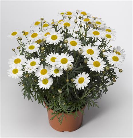 photo of flower to be used as: Pot and bedding Argyranthemum frutescens Sassy 