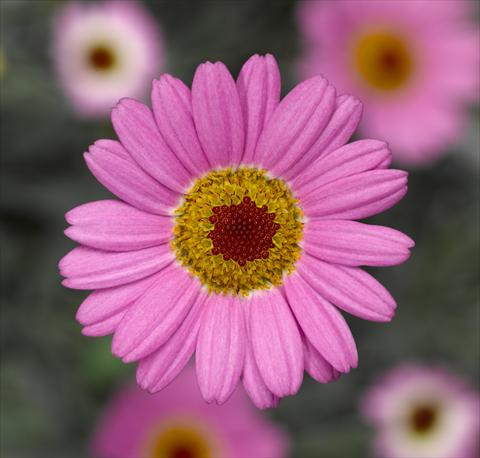 photo of flower to be used as: Pot and bedding Argyranthemum frutescens Sassy 