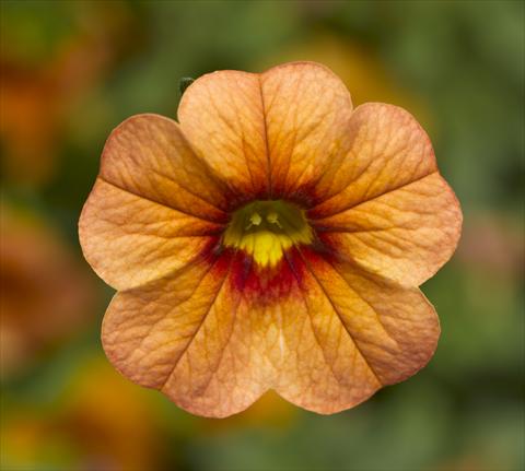 photo of flower to be used as: Pot, bedding, patio, basket Calibrachoa Callie® Apricot