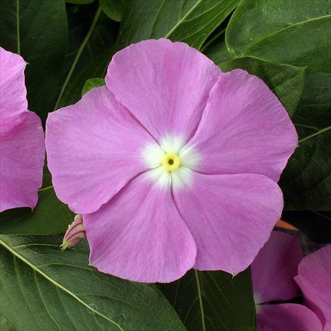 photo of flower to be used as: Pot, bedding, patio Catharanthus roseus - Vinca Vitesse Lavender