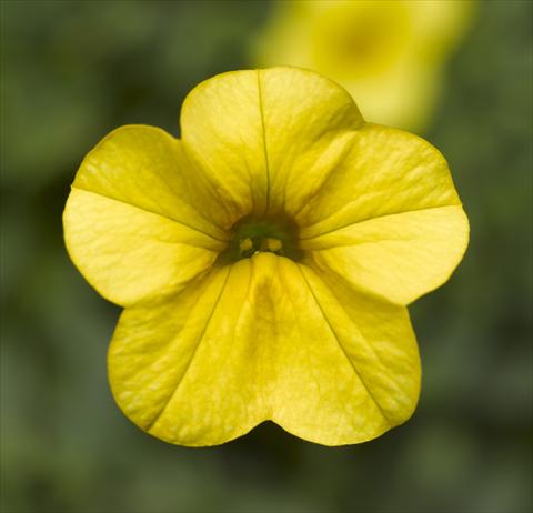 photo of flower to be used as: Pot, bedding, patio, basket Calibrachoa Callie® Bright Yellow