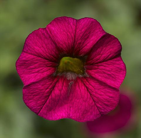 photo of flower to be used as: Pot, bedding, patio, basket Calibrachoa Callie® Burgundy