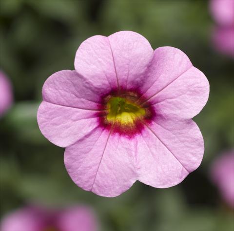 photo of flower to be used as: Pot, bedding, patio, basket Calibrachoa Callie® Pink with Red Eye