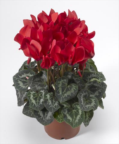 photo of flower to be used as: Basket / Pot Cyclamen persicum Laser Synchro Scarlet Imp