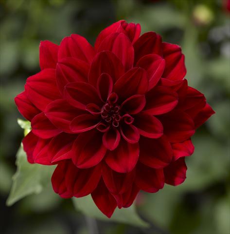 photo of flower to be used as: Pot and bedding Dahlia x hybrida Grandalia Deep Red