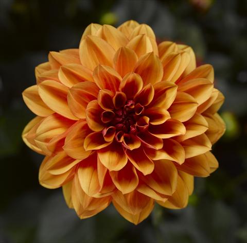 photo of flower to be used as: Pot and bedding Dahlia x hybrida Grandalia Orange