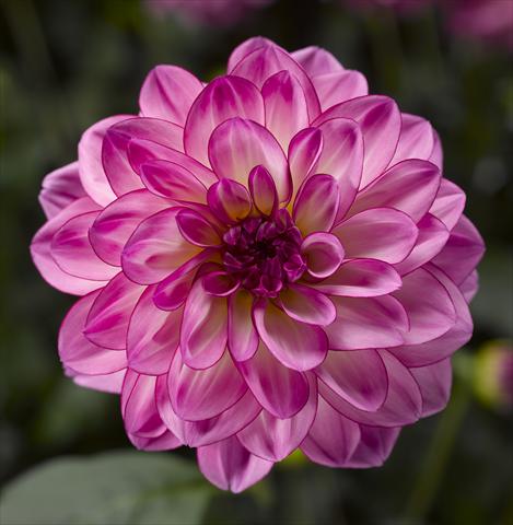 photo of flower to be used as: Pot and bedding Dahlia x hybrida Grandalia Pink