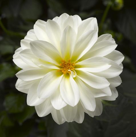 photo of flower to be used as: Pot and bedding Dahlia x hybrida Grandalia White