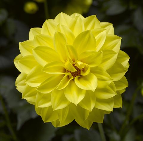 photo of flower to be used as: Pot and bedding Dahlia x hybrida Grandalia Yellow