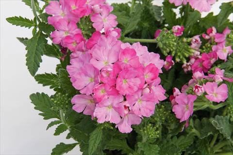 photo of flower to be used as: Pot, patio, basket Verbena Lascar® Pink evol