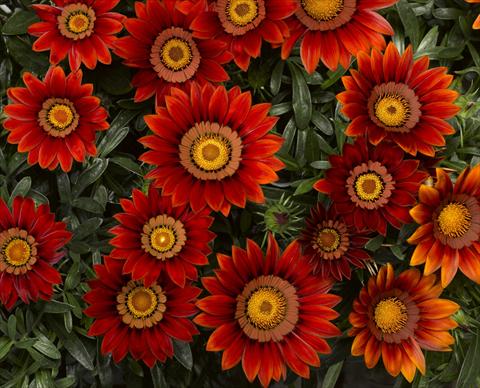 photo of flower to be used as: Bedding / border plant Gazania rigens Big Kiss Red