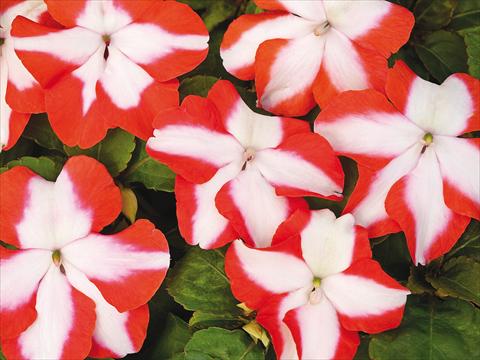 photo of flower to be used as: Pot and bedding Impatiens walleriana Accent Premium Orange Star Imp