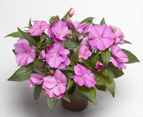 photo of flower to be used as: Pot, bedding, patio, basket Impatiens N. Guinea Florific™ Lavender