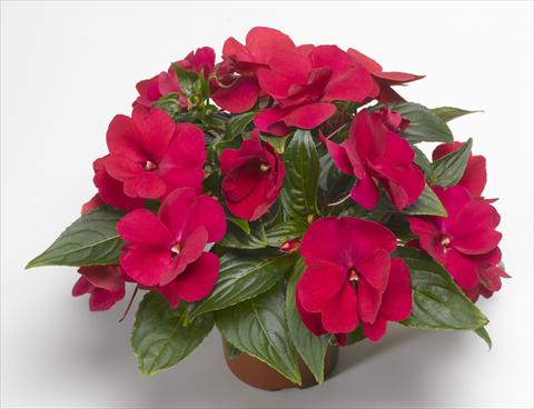 photo of flower to be used as: Pot, bedding, patio, basket Impatiens N. Guinea Florific™ Red