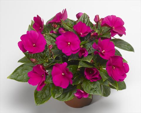 photo of flower to be used as: Pot, bedding, patio, basket Impatiens N. Guinea Florific™ Violet