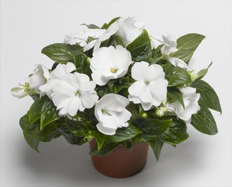 photo of flower to be used as: Pot, bedding, patio, basket Impatiens N. Guinea Florific™ White