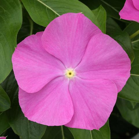 photo of flower to be used as: Pot, bedding, patio Catharanthus roseus - Vinca Vitesse Orchid