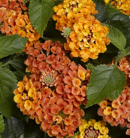 photo of flower to be used as: Pot, bedding, patio Lantana camara Bandana® Orange