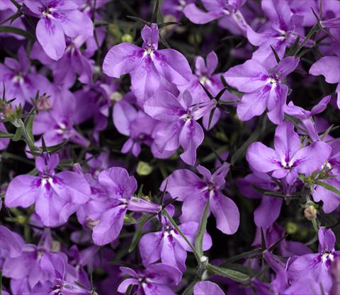 photo of flower to be used as: Pot, bedding, patio, basket Lobelia erinus Techno-Up Purple