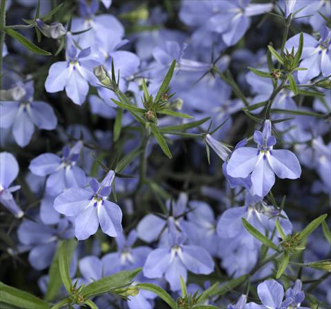photo of flower to be used as: Pot, bedding, patio, basket Lobelia erinus Techno-Up Sky Blue
