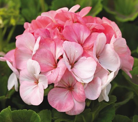 photo of flower to be used as: Pot, bedding, patio Pelargonium zonale Pinto Premium White to Rose