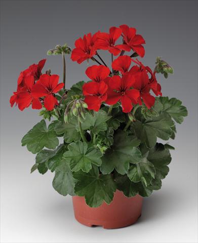 photo of flower to be used as: Patio, pot Pelargonium interspecifico Caliente® 