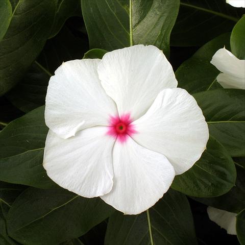 photo of flower to be used as: Pot, bedding, patio Catharanthus roseus - Vinca Vitesse Peppermint