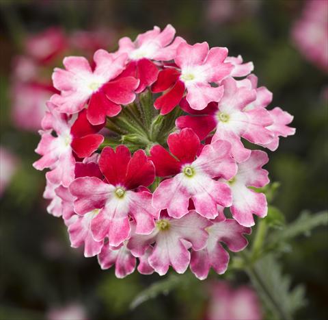 photo of flower to be used as: Pot, patio, basket Verbena Lanai® Twister 2.0 Red