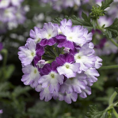 photo of flower to be used as: Pot, patio, basket Verbena Lanai® Twister 2.0 Violet