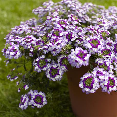photo of flower to be used as: Pot, patio, basket Verbena Lanai® Twister Blue Imp