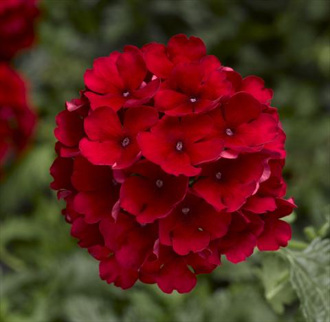 photo of flower to be used as: Pot, patio, basket Verbena Magelana Red Imp