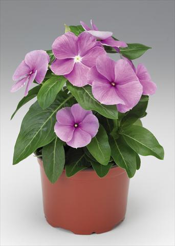 photo of flower to be used as: Pot and bedding Catharanthus roseus - Vinca Sunstorm Purple Imp