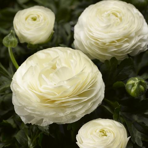 photo of flower to be used as: Pot and bedding Ranunculus asiaticus Maché White Imp