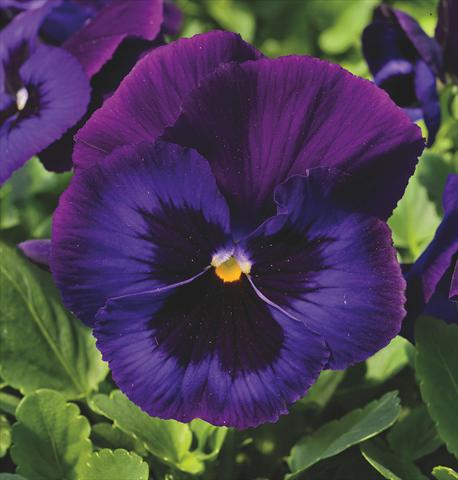 photo of flower to be used as: Pot and bedding Viola wittrockiana Delta® Neon Violet Imp