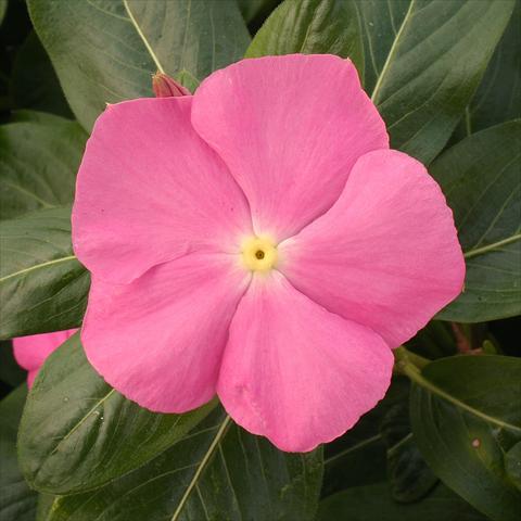 photo of flower to be used as: Pot, bedding, patio Catharanthus roseus - Vinca Vitesse Pink