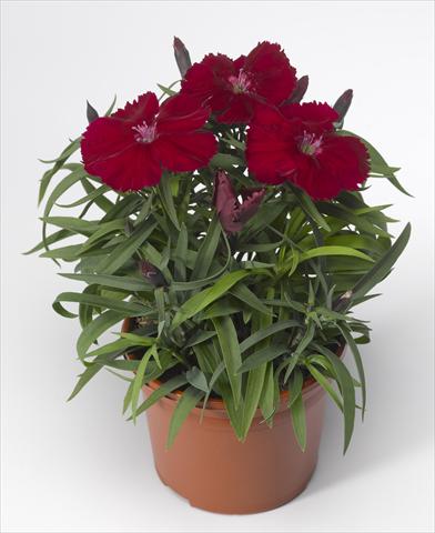 photo of flower to be used as: Pot and bedding Dianthus chinensis Venti Parfait Crimson