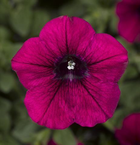 photo of flower to be used as: Pot, bedding, patio, basket Petunia Floritunia Purple